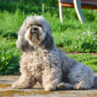 dog on the garden