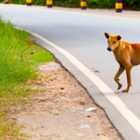 Dog on the road