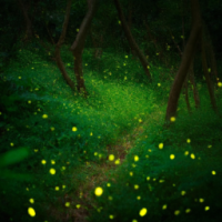 firefly in a lush